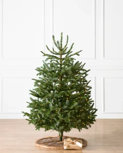 Balsam Hill Baby Nordmann Artificial Tabletop Christmas Trees New