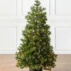 Balsam Hill Baby Yukon Spruce® Potted Trees Clearance