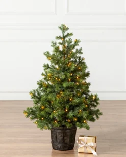 Balsam Hill Baby Yukon Spruce® Potted Trees Clearance
