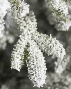 Balsam Hill BH Frosted Fraser Fir® Trees Discount
