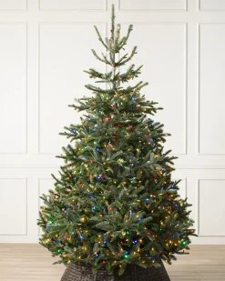 Balsam Hill BH Nordmann Fir Trees Online