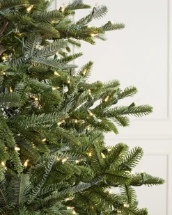 Balsam Hill BH Nordmann Fir Trees Online