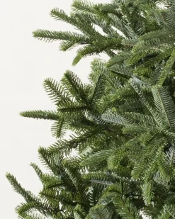 Balsam Hill BH Nordmann Fir Trees Online