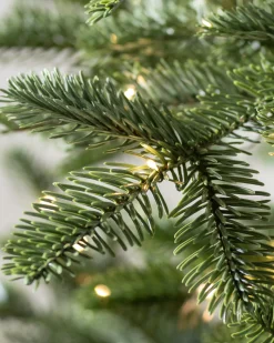 Balsam Hill European Fir Trees Sale