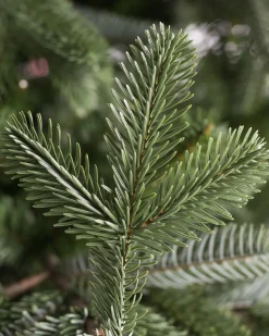 Balsam Hill European Fir Trees Sale