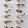 Balsam Hill Feathered Friends Christmas Ornament Collection Outlet