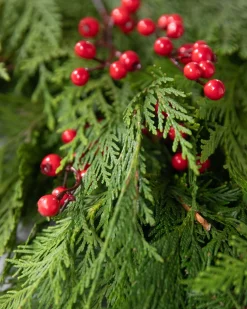 Balsam Hill Fresh Cedar Grove Foliage Discount