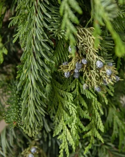 Balsam Hill Fresh Evergreens & Juniper Berry Foliage Outlet
