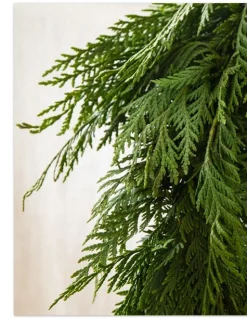 Balsam Hill Fresh Wispy Cedar Foliage Outlet
