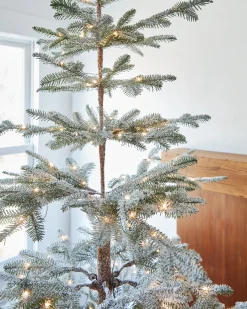 Balsam Hill Frosted Alpine Balsam Fir Trees Best