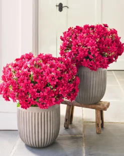 Balsam Hill Outdoor Fluted Planters Hot