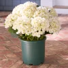 Balsam Hill Outdoor Hydrangea Harmony Foliage Clearance