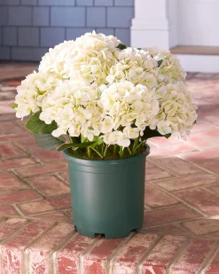 Balsam Hill Outdoor Hydrangea Harmony Foliage Clearance