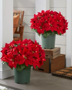 Balsam Hill Outdoor Lit Poinsettia Celebration Foliage Discount
