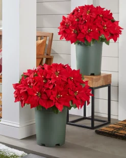 Balsam Hill Outdoor Lit Poinsettia Celebration Foliage Discount