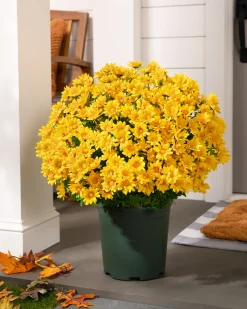 Balsam Hill Outdoor Sunset Mums Foliage New