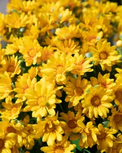 Balsam Hill Outdoor Sunset Mums Foliage New