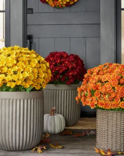 Balsam Hill Outdoor Sunset Mums Foliage New