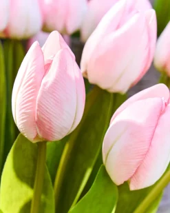 Balsam Hill Outdoor Tulip Garden Foliage Sale