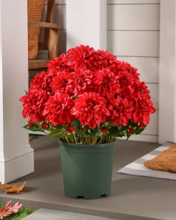 Balsam Hill Outdoor Vibrant Dahlias Foliage Clearance