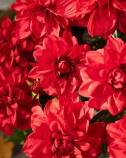 Balsam Hill Outdoor Vibrant Dahlias Foliage Clearance