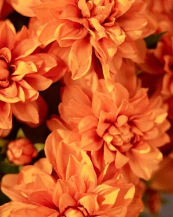 Balsam Hill Outdoor Vibrant Dahlias Foliage Clearance