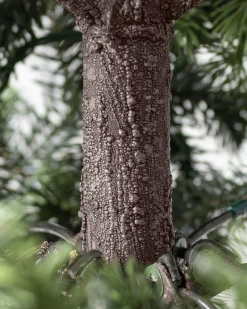 Balsam Hill Yukon Spruce® Trees Hot